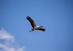 A Crane flying