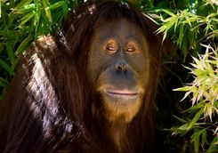 Close Up of a Orangutan