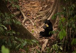 A Sun Bear