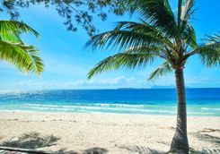 Palm Tree on a Beach