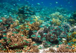 Gaya Island Reef