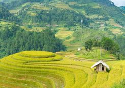 Rice Fields in Hoi An