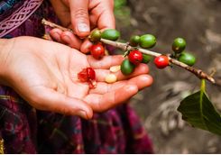 Coffee farm in Guatemala