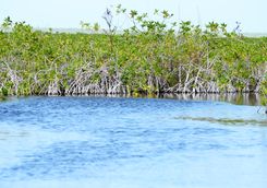 sian kaan's mangroves