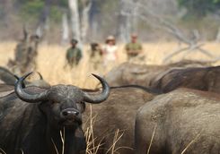 Buffalo