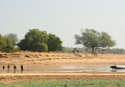 Giraffes in the distance