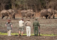 Elephant spotting