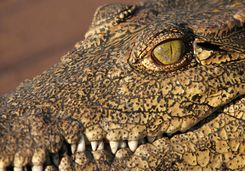 Crocodile in the Zambezi