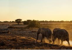 Elephants Zambezi