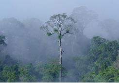 Misty rainforest