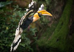 Hornbill flying