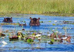 Submerged Hippos