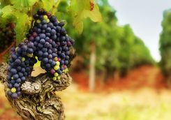 Grapes in a Vineyard