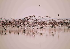 Flamingos taking flight