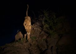 Lion at night