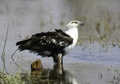 Eagle in Botswana