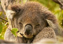 Koala in the Wild