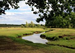 new forest countryside