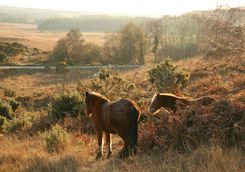 wild ponies in the new forest