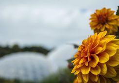 Close up of Dahlias, Eden Project in background