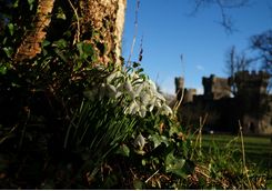Snowdrops in the castle garden