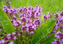 Wild Thyme