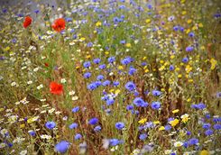A wildflower meadow