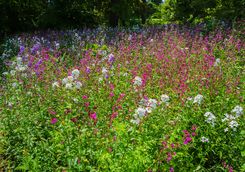 Formal gardens