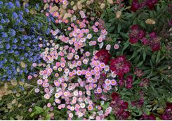 aerial view of flowers