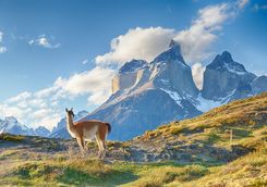 A Guanaco on a Mountain