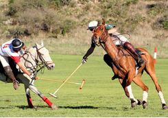 polo playing