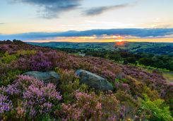Heather in Yorkshire