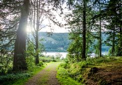 Forest in Lake District National Park
