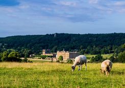 Chatsworth House with sheep in the foreground