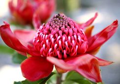 sydney-botanical-gardens