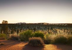 ulury-desert-camp