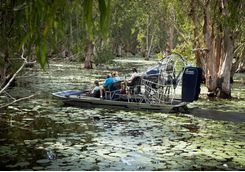 melaleuca-forest-airboat
