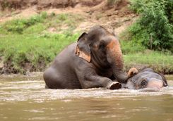 Elephants bathing in Thailand