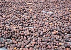 Coffee beans