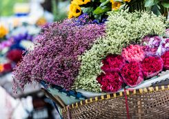 hanoi flowers