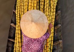 sugar cane floating market