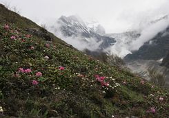 Rhododendrons, Bhutan
