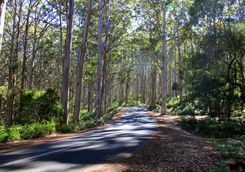 a eucalyptus forest