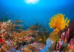Reef in Mozambique