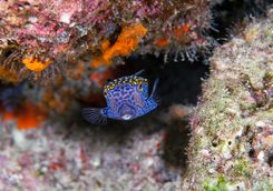 Boxfish