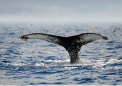 Humpback whale