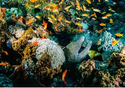 Reef in Mozambique