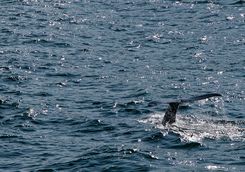 Whale in the sea