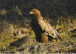 Steppe eagle, India