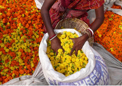 Sack of flowers in Kolkata market